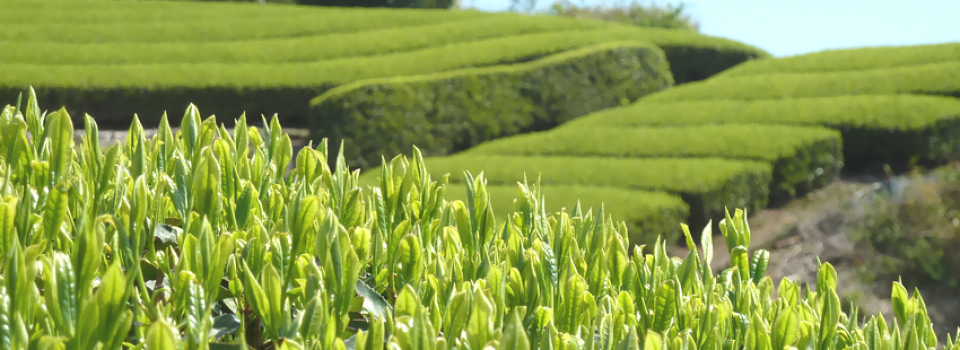 飲んで納得、買って満足のお茶づくり。静岡県牧之原市 てっちゃんの茶工房。